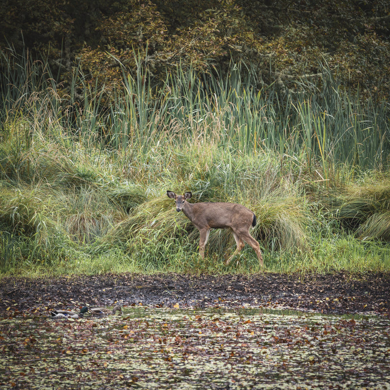 Hunting